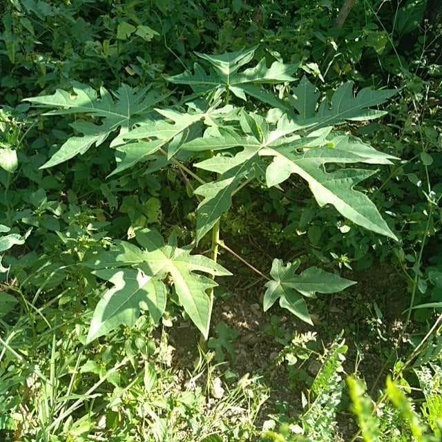 tree image