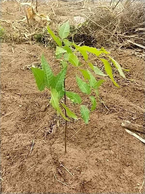 tree image