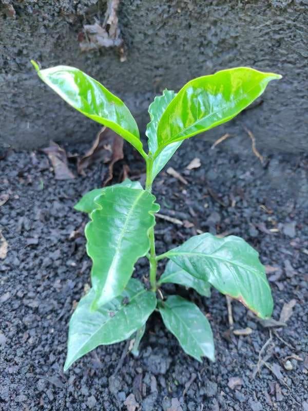 tree image
