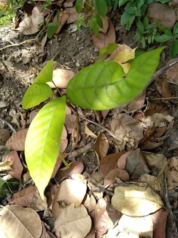 tree image
