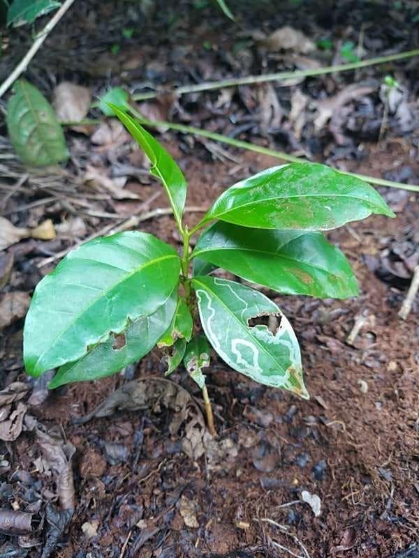 tree image