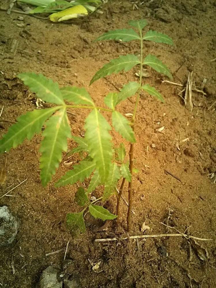tree image