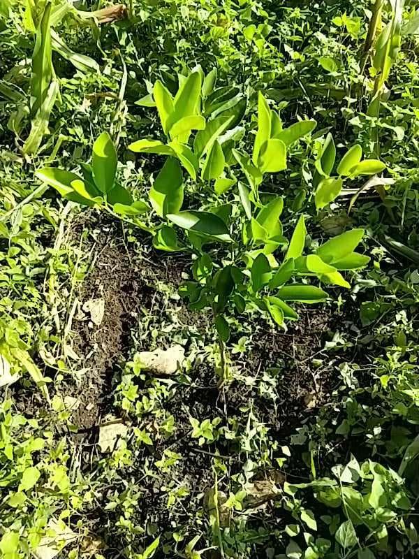 tree image