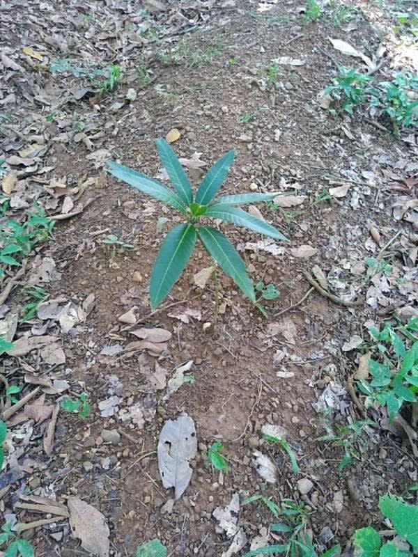 tree image