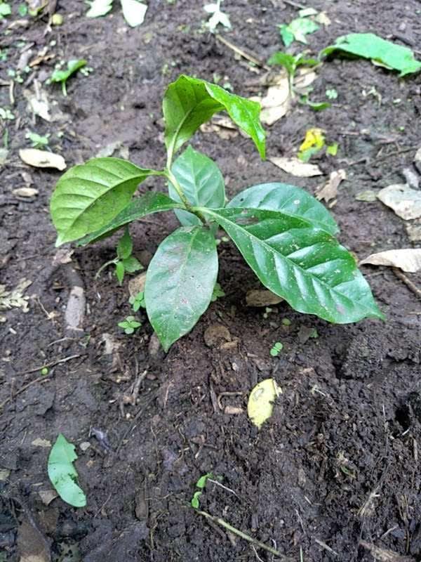 tree image