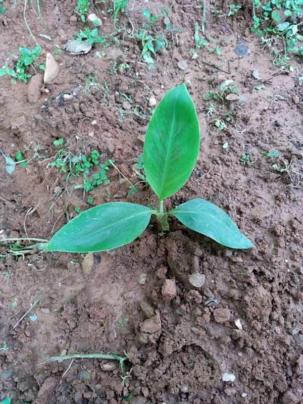 tree image