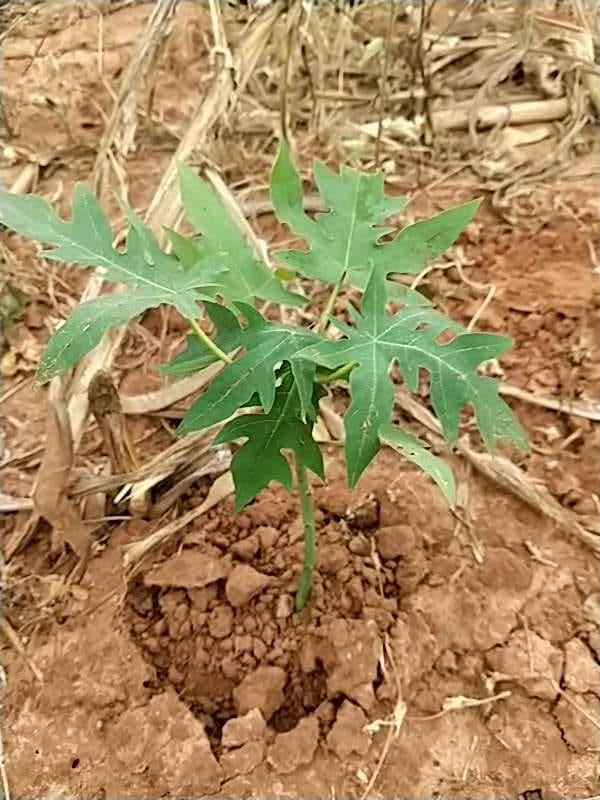 tree image