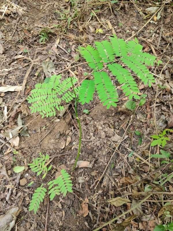 tree image