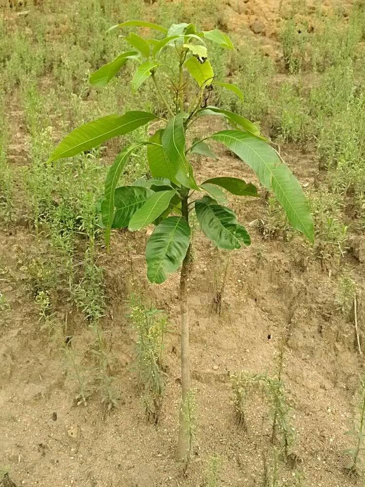 tree image