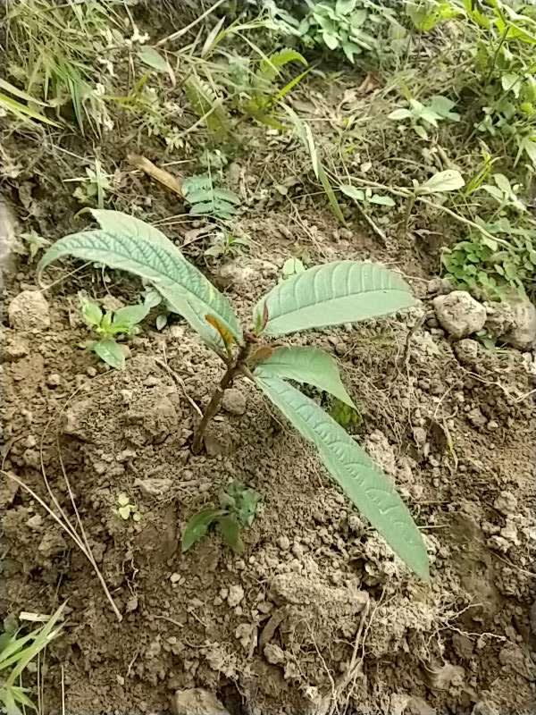 tree image