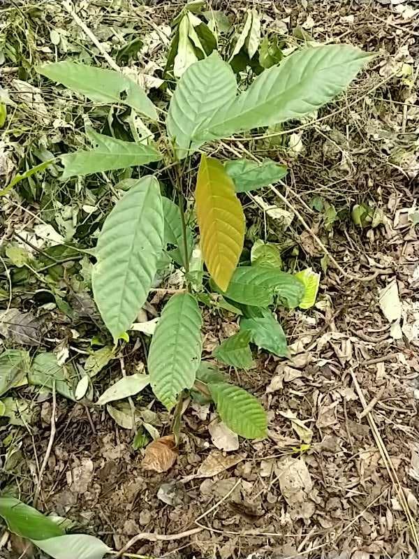 tree image