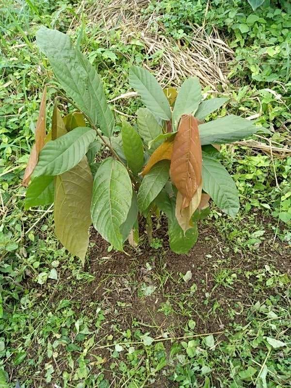 tree image