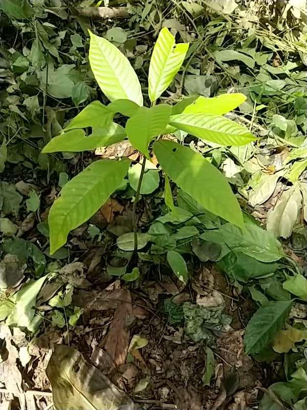 tree image