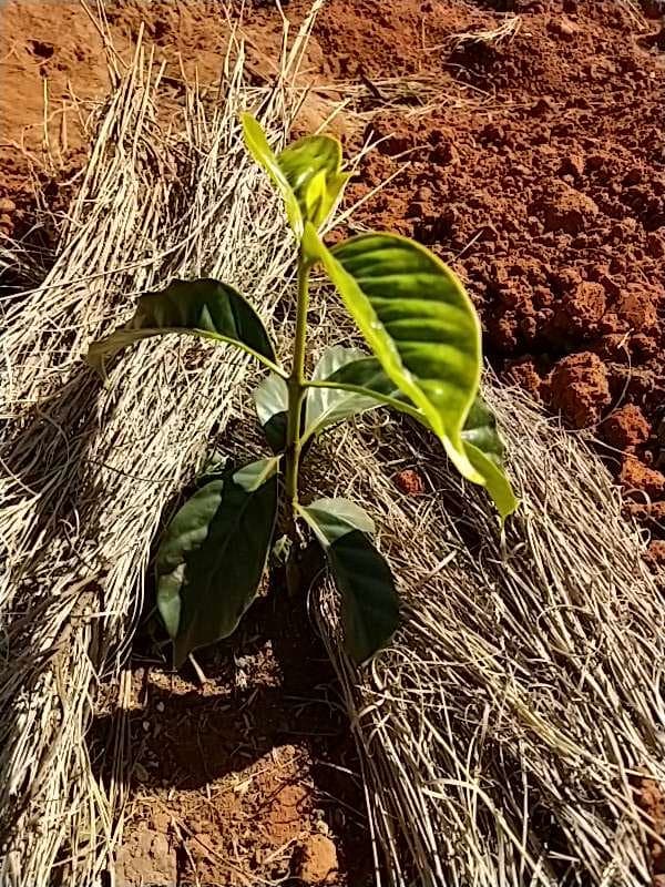tree image