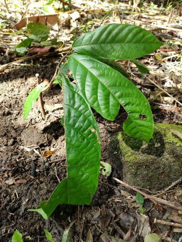 tree image
