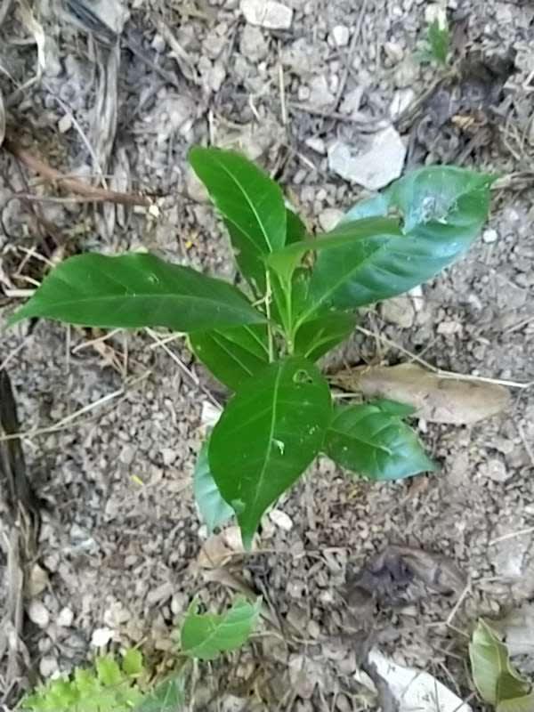 tree image