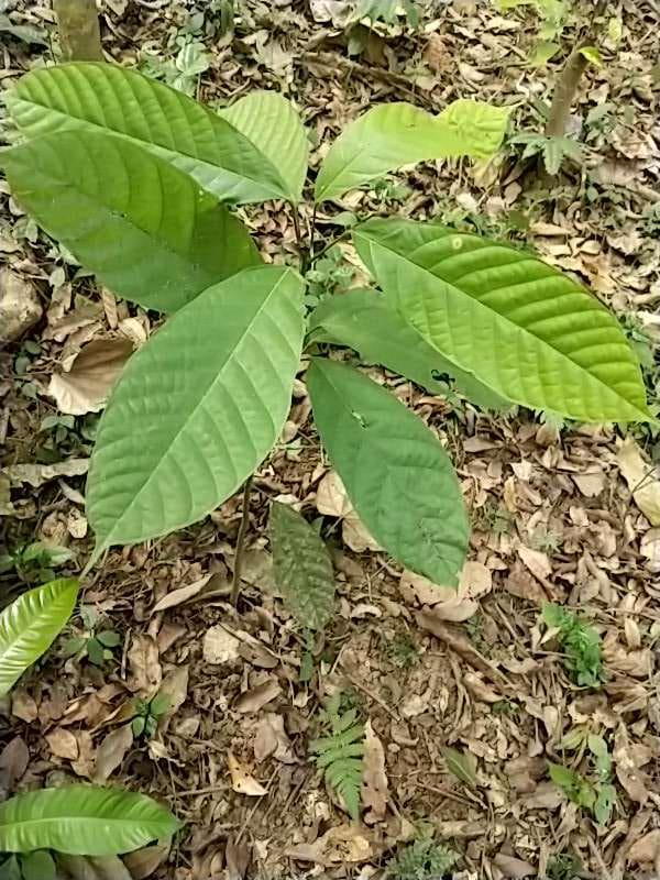 tree image