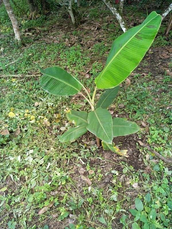 tree image
