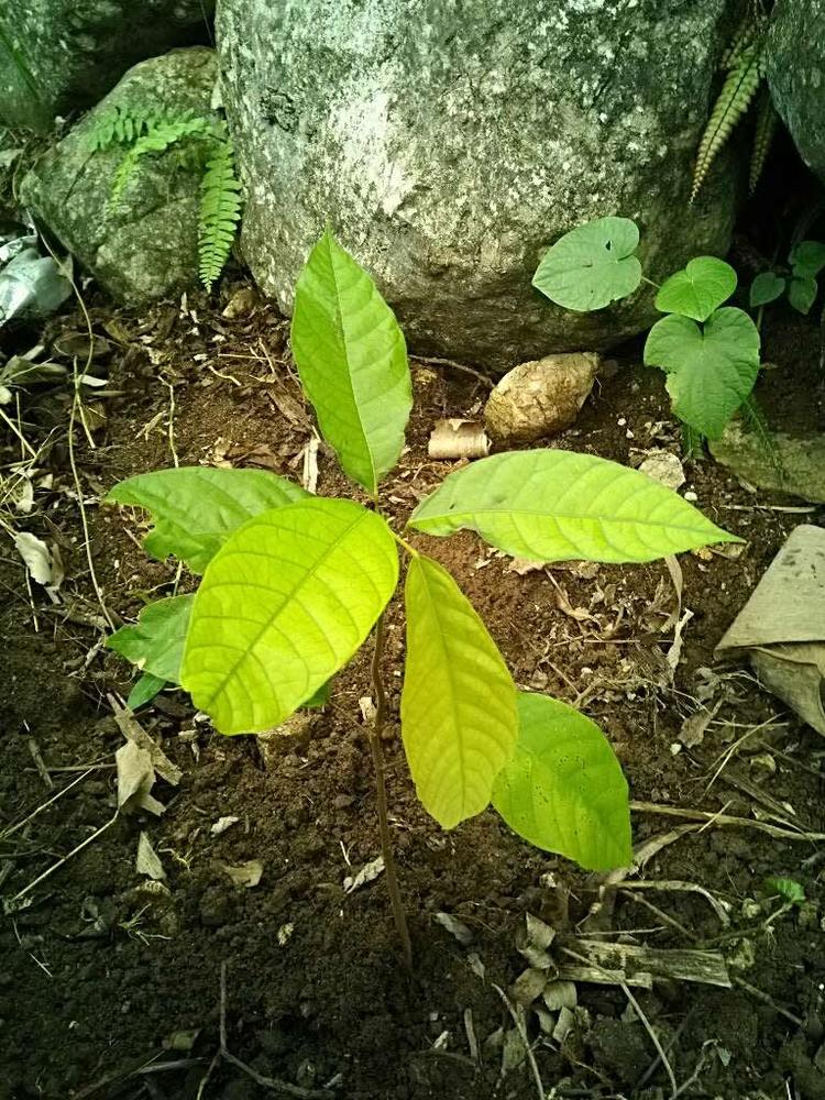 tree image