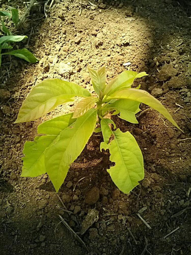 tree image
