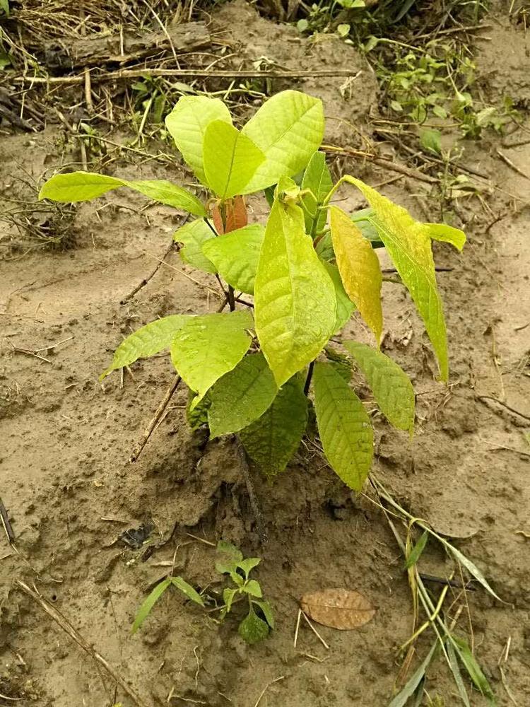 tree image