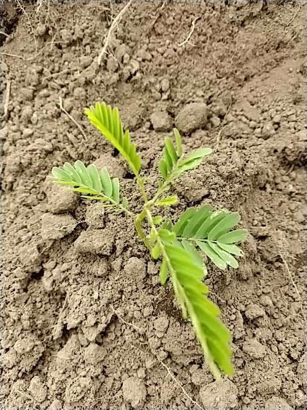 tree image