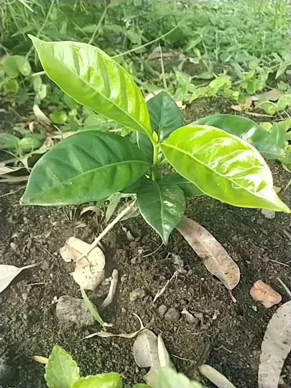 tree image