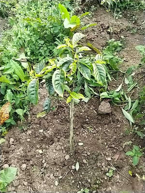tree image