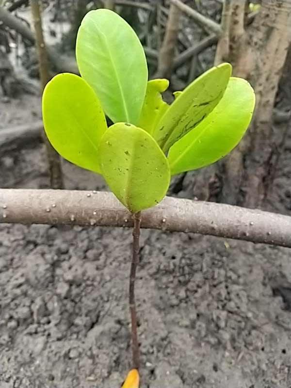 tree image
