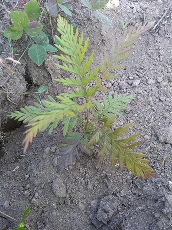 tree image