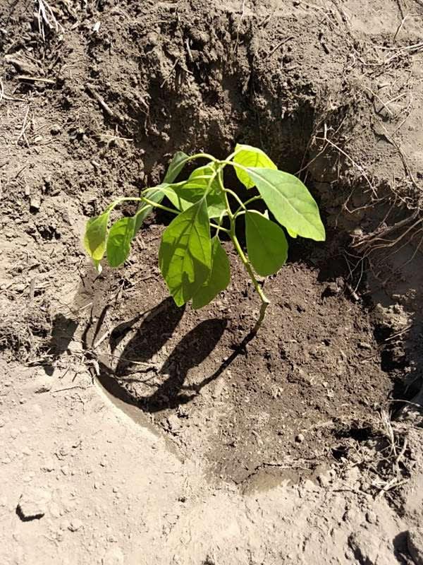tree image