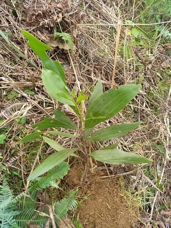 tree image