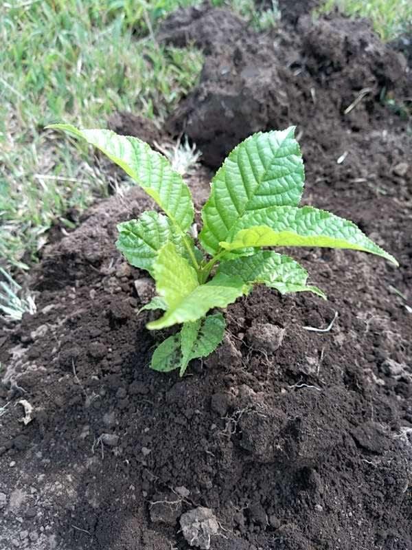 tree image