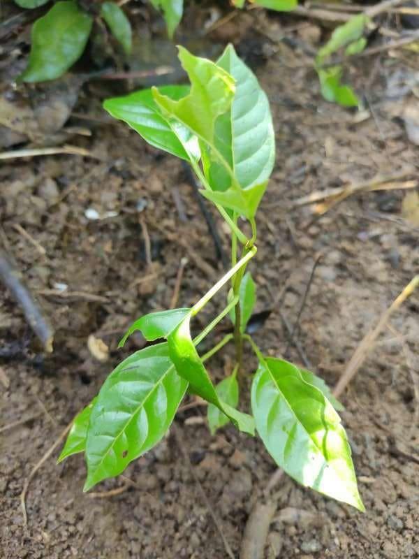 tree image