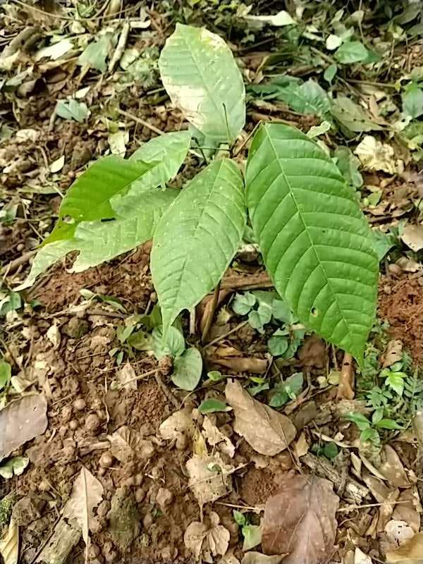 tree image