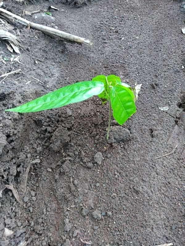 tree image