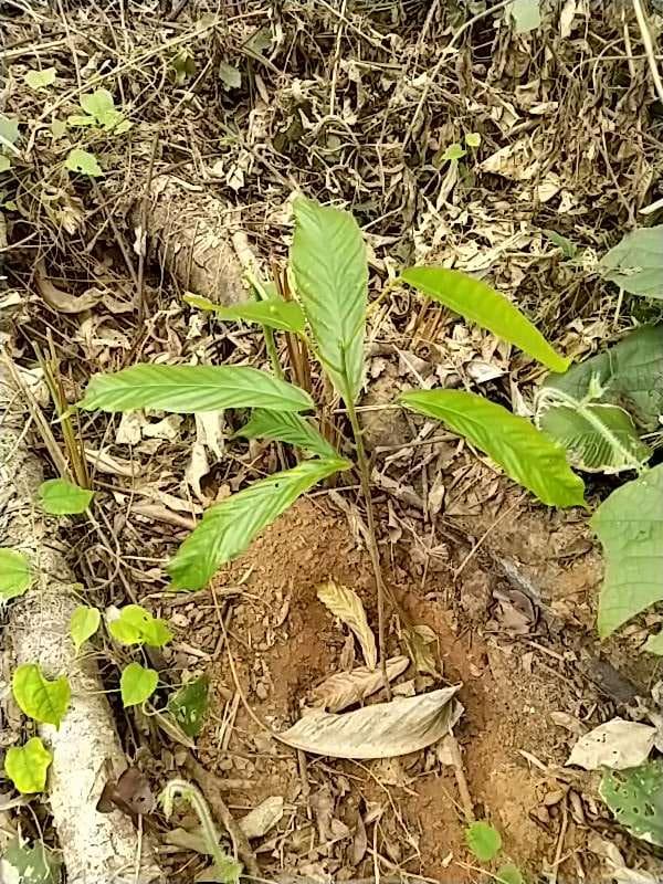 tree image