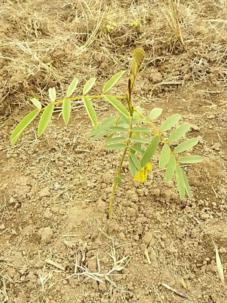 tree image
