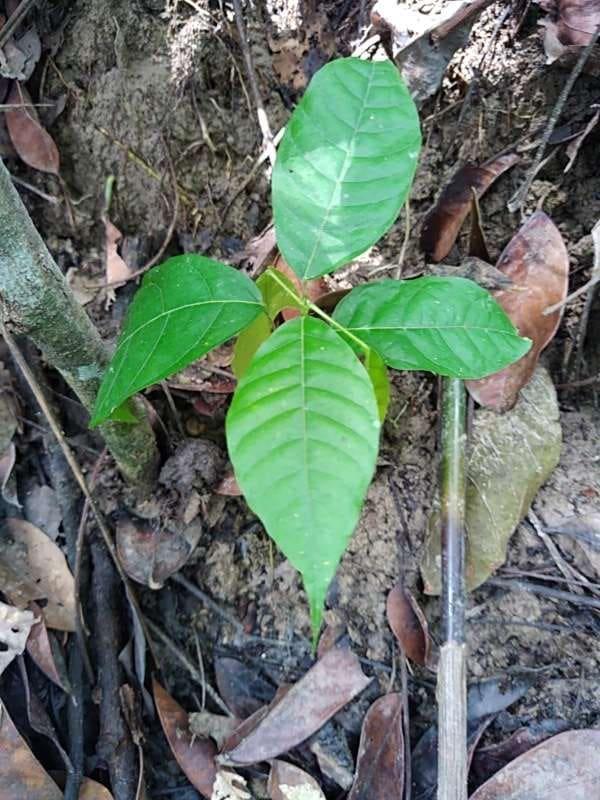 tree image