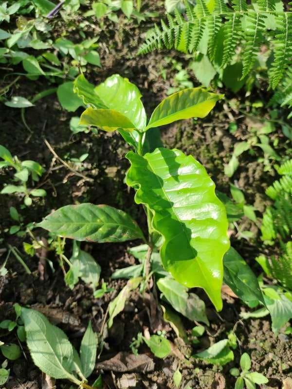 tree image