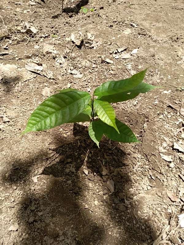 tree image