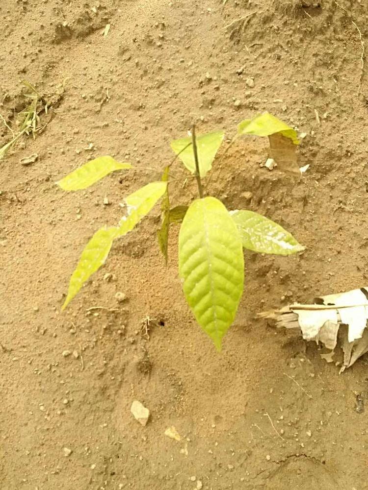tree image