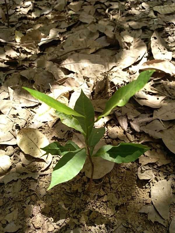 tree image