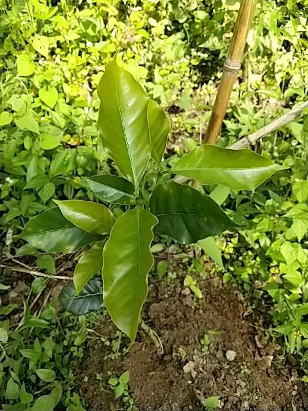 tree image