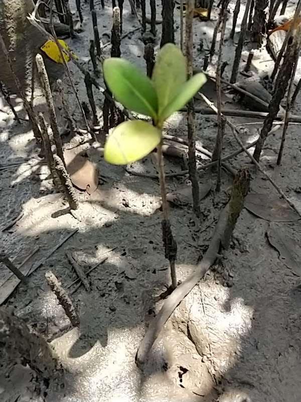 tree image