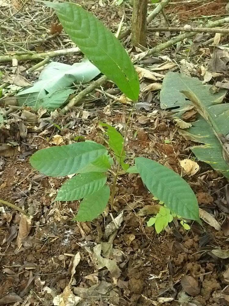 tree image