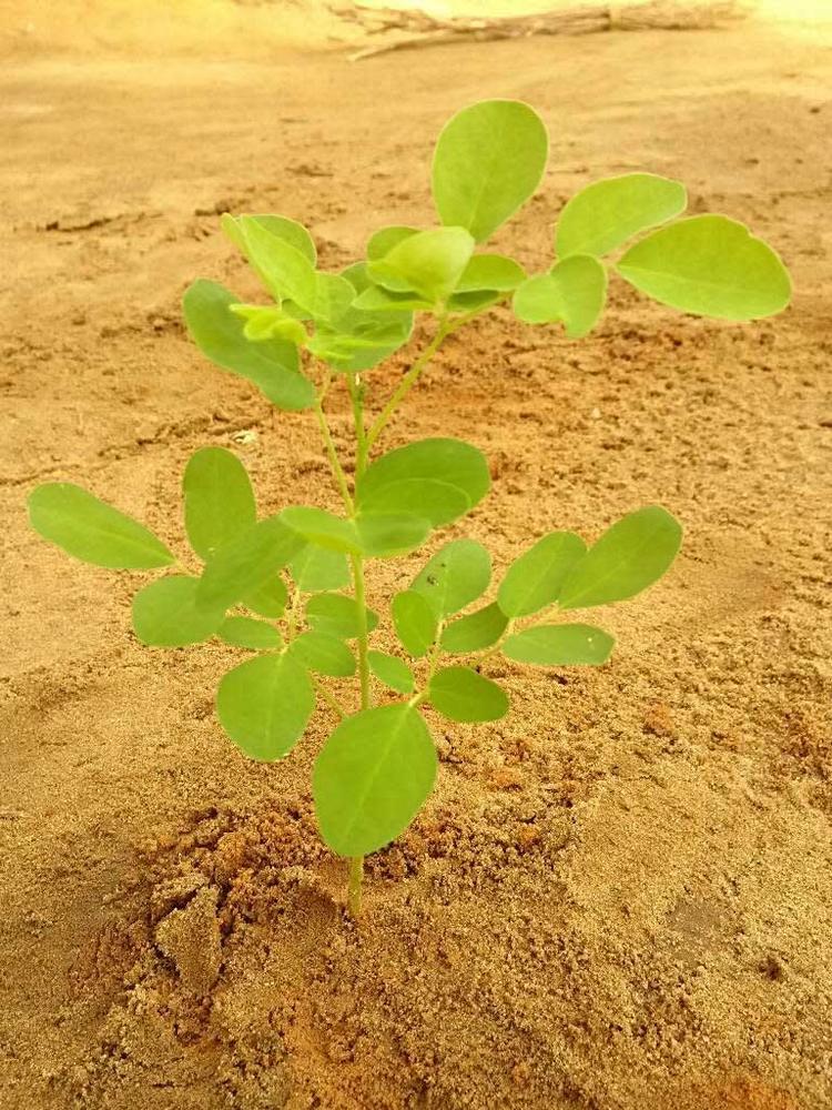 tree image