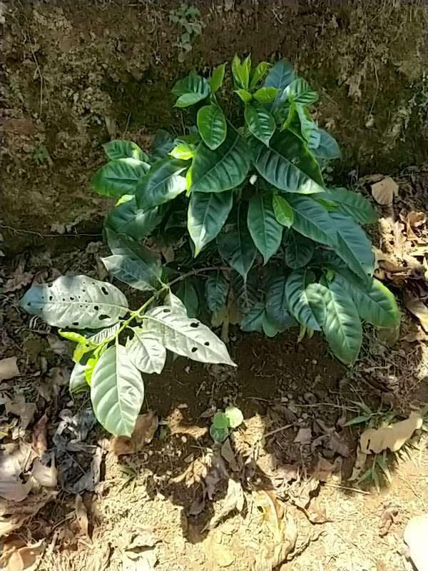 tree image