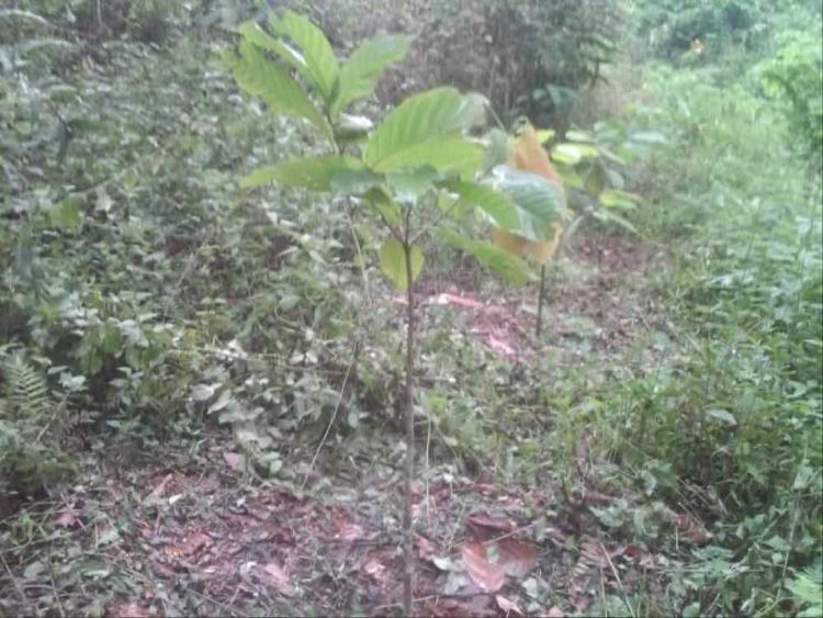 tree image