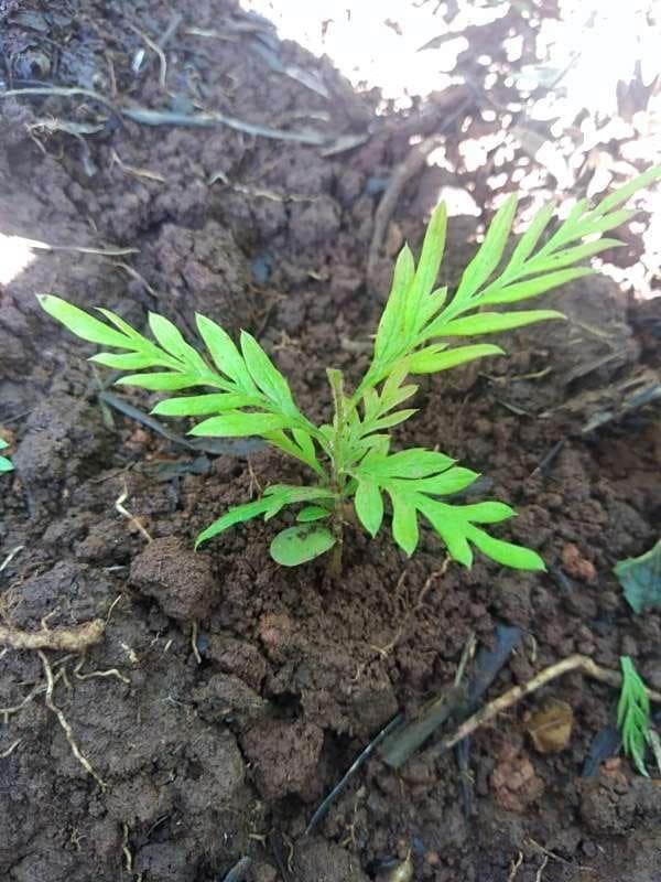 tree image